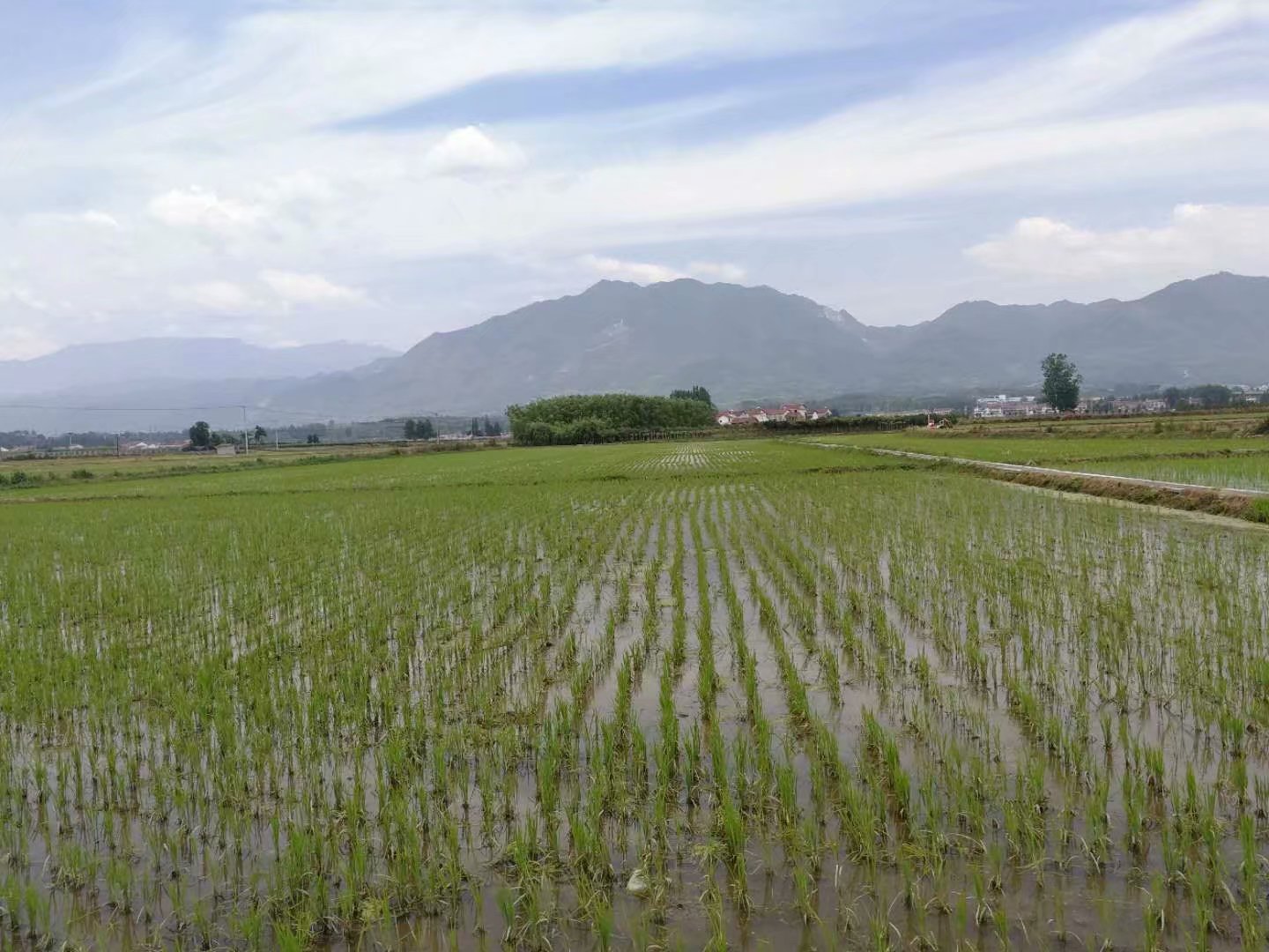 黑米种植基地5月份已经开始插秧