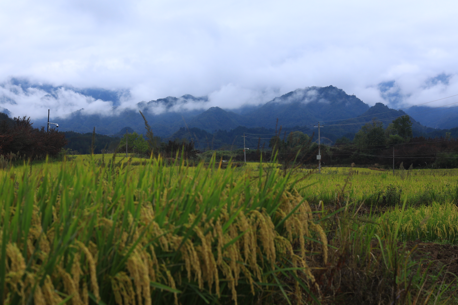 一大早起床,推窗望去,远处的山峰云雾缭绕,和金色的稻田交相辉映,恍若