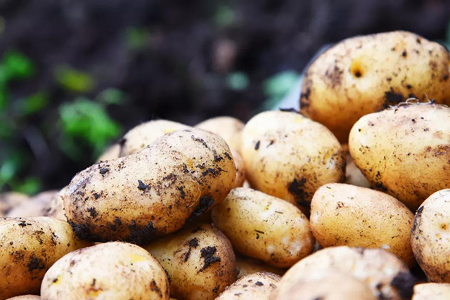 中,能让伍叔一直惦念的美味,莫过于保留了大山里纯粹自然的恩施土豆了