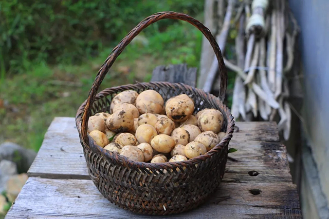 恩施富硒小土豆